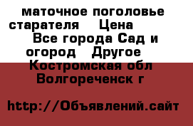 маточное поголовье старателя  › Цена ­ 3 700 - Все города Сад и огород » Другое   . Костромская обл.,Волгореченск г.